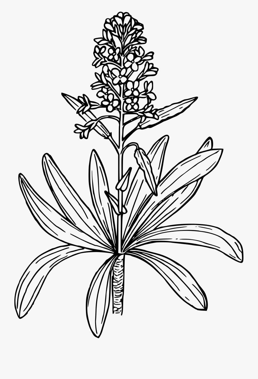 Transparent Dagger Png - Mustard Plant Drawing Easy, Transparent Clipart