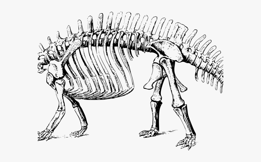 Stegosaurus Clipart Fossil - Dinosaurs Bones Transparent, Transparent Clipart