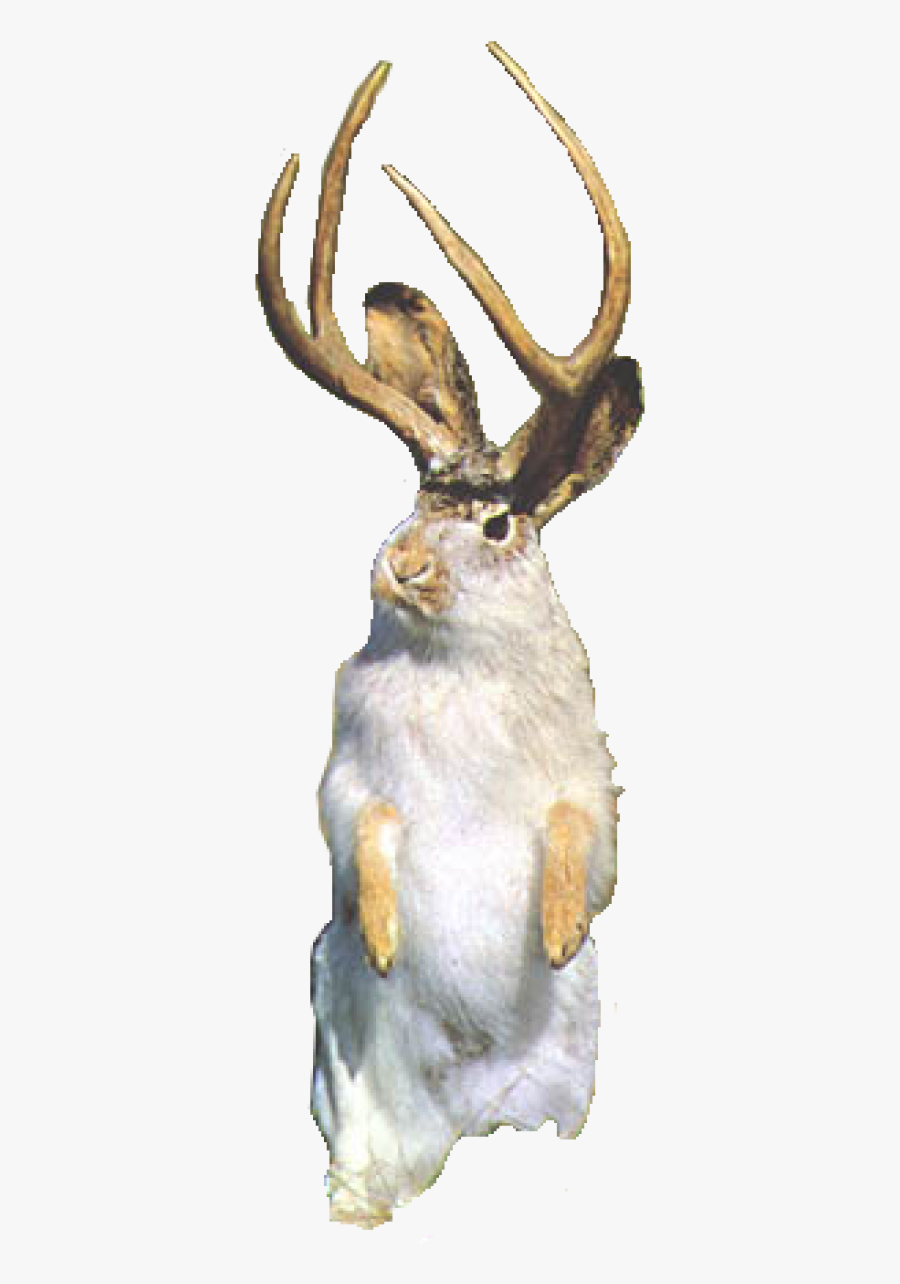 Jackalope Png, Transparent Clipart