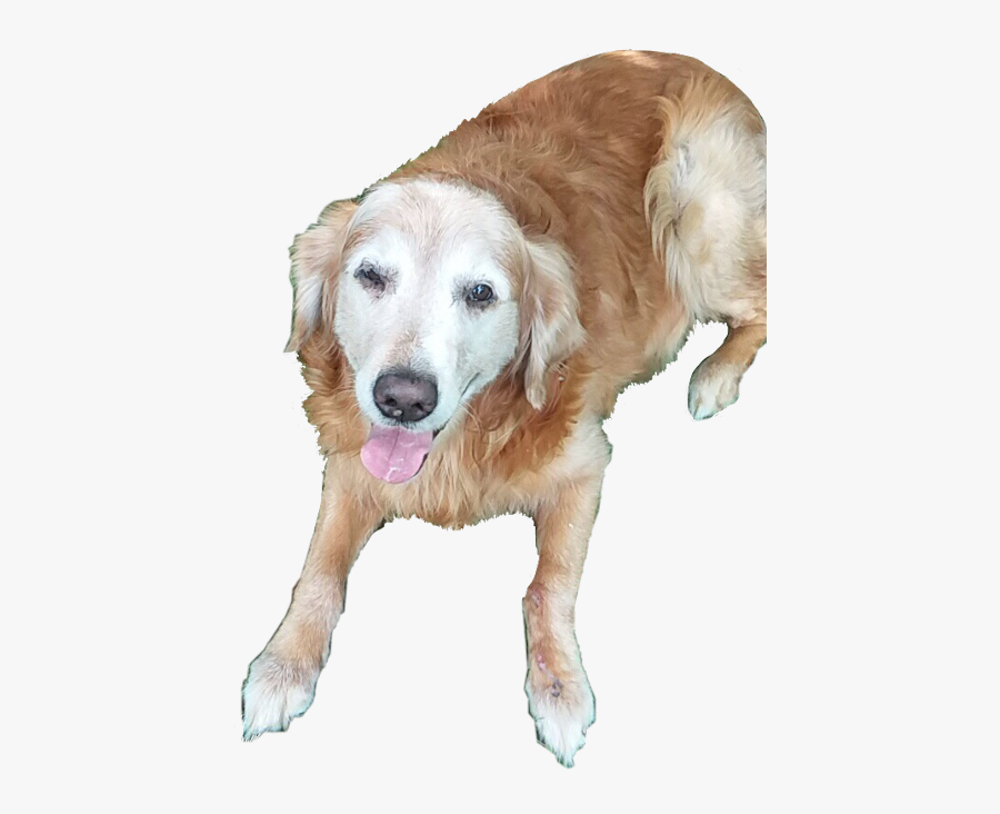 Golden Retriever , Transparent Cartoons - Golden Retriever, Transparent Clipart