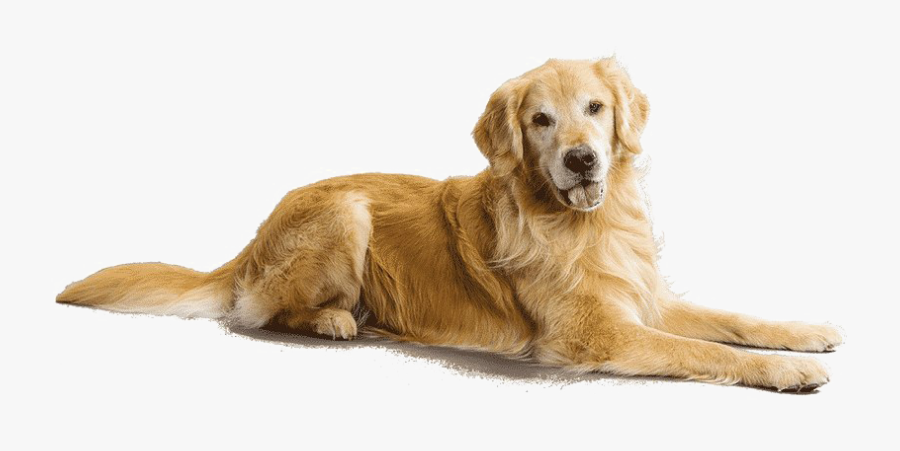 Breed,canidae,golden Dog,sporting Group,snout,labrador - Golden Retriever Png, Transparent Clipart