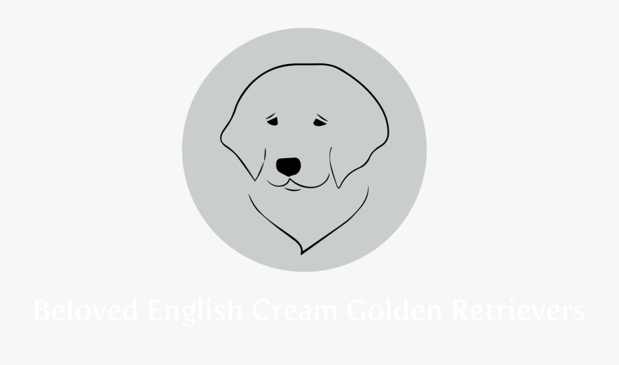 Golden Retriever English Cream Coloring Page, Printable - Great Pyrenees, Transparent Clipart