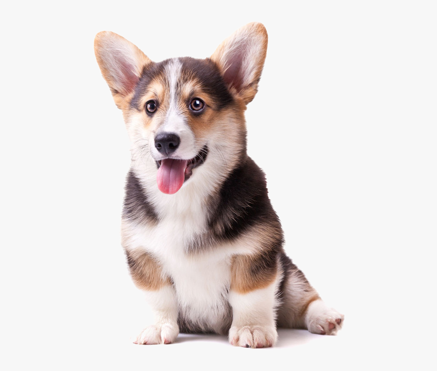 Labrador Pomeranian Puppy Cat - Transparent Background Corgi Png, Transparent Clipart