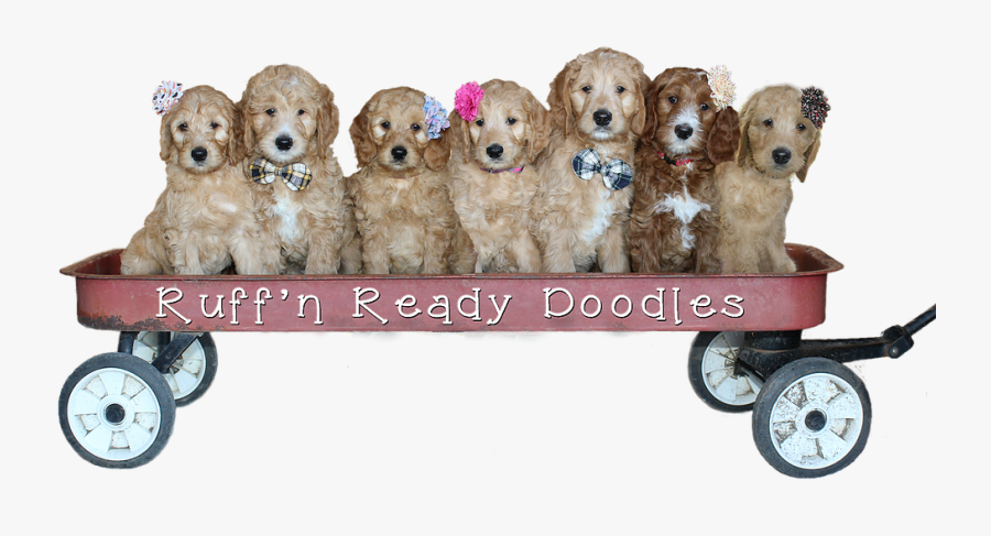Transparent Golden Doodle Png - Golden Retriever, Transparent Clipart