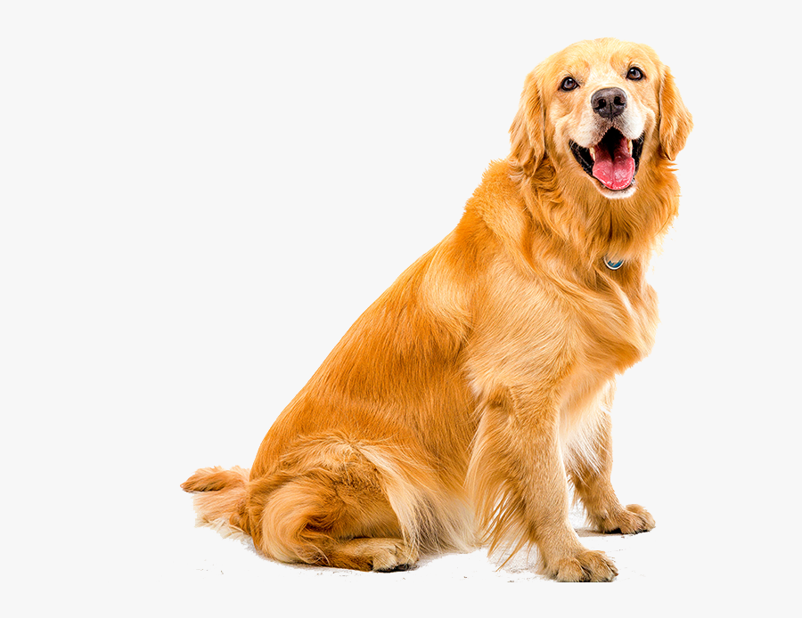 Transparent Dog Teeth Png - Golden Retriever Dog White Background, Transparent Clipart