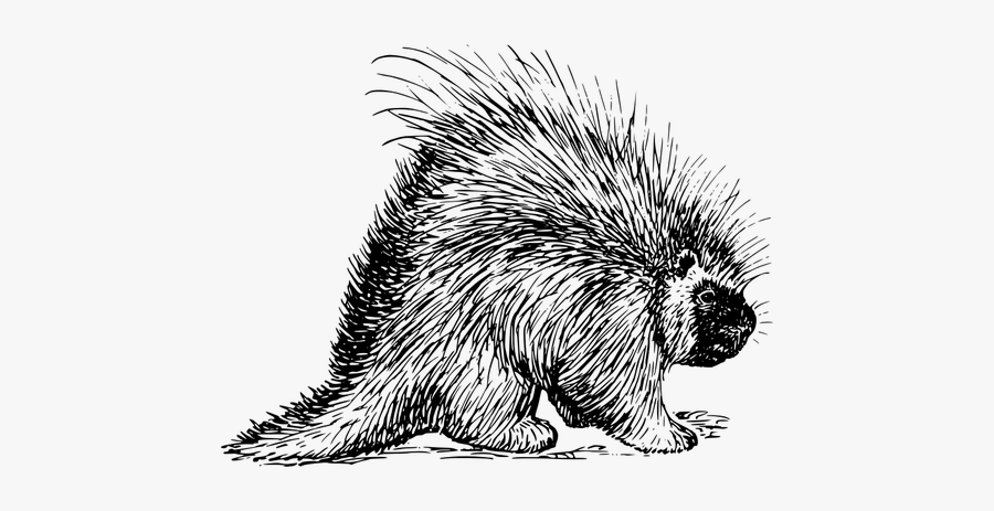 Porcupine Vector Clip Art - North American Porcupine Drawing, Transparent Clipart