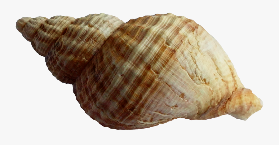 Shell Transparent Vector - Shell Png, Transparent Clipart