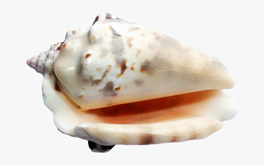 37121 - Seashells On A Transparent Ground, Transparent Clipart