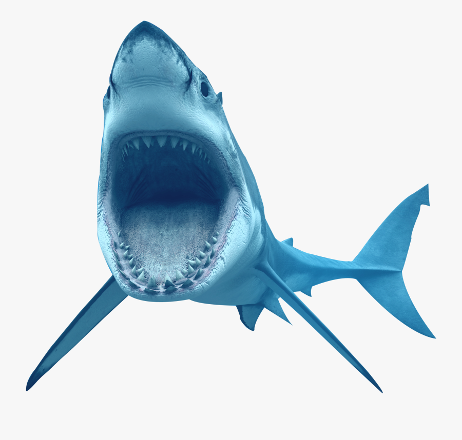 Animal Shark Transparent - Shark Transparent Background, Transparent Clipart