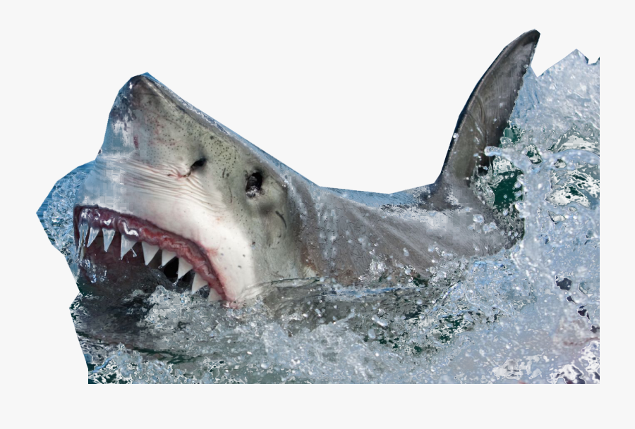 Shark Png Transparent Images - Shark Out Of Water Png, Transparent Clipart