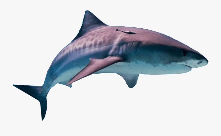 Shark Png Transparent Images - Shark Png, Transparent Clipart