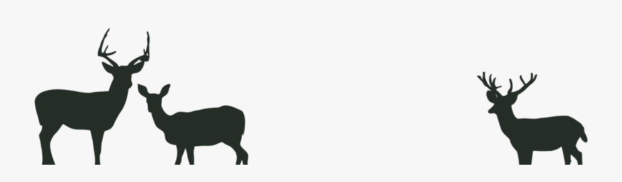   - Bull, Transparent Clipart