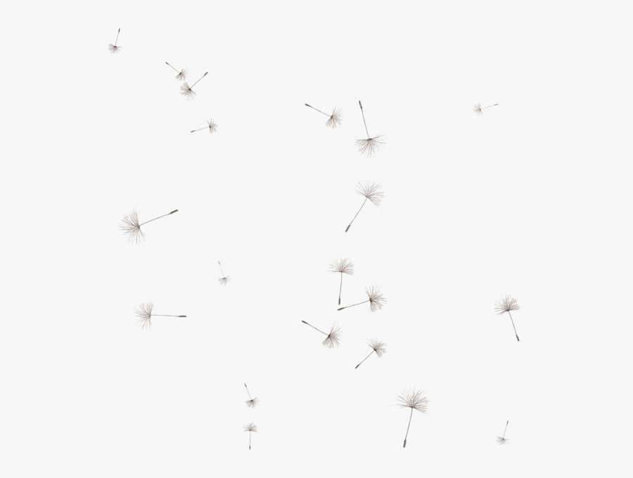 Dandelion Png Image - Transparent Background Dandelion Seeds Png, Transparent Clipart