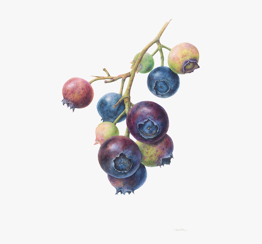 Botanical Illustration Blue Berry, Transparent Clipart