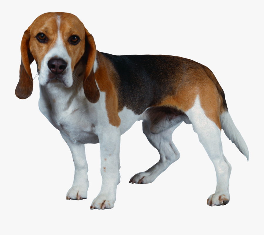 Dog Png - Transparent Background Beagle Dog Png, Transparent Clipart