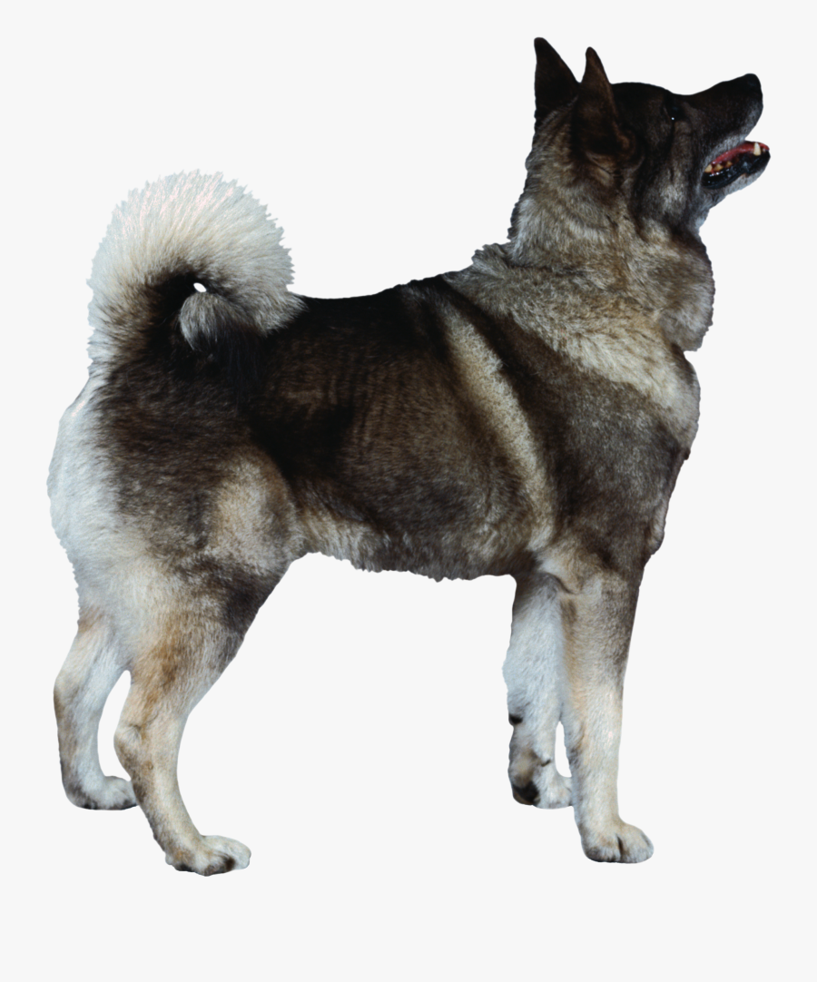 Dog Png - Jämthund, Transparent Clipart