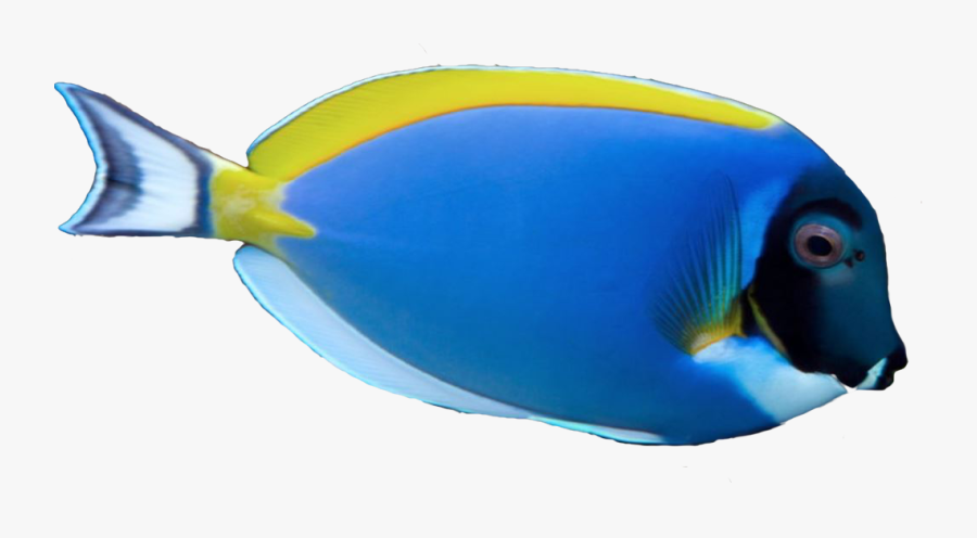 Saltwater Fish Stickers Messages Sticker-6 - Saltwater Fish Png, Transparent Clipart