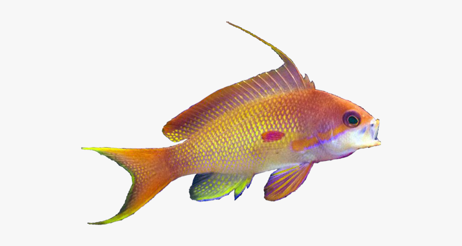 Male Coral Anthias - Coral Reef Fish, Transparent Clipart