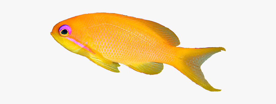Female Coral Anthias - Coral Reef Fish, Transparent Clipart