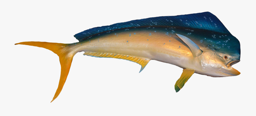 Dolphin Fish Pictures - Saltwater Fish No Background, Transparent Clipart