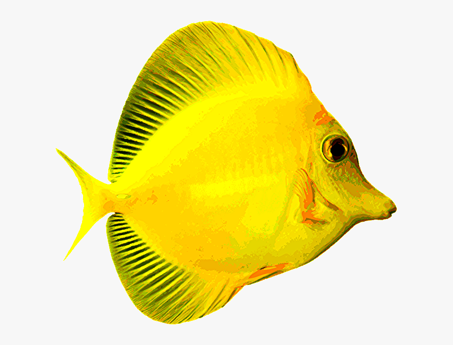 Yellow Tang Fish Png, Transparent Clipart