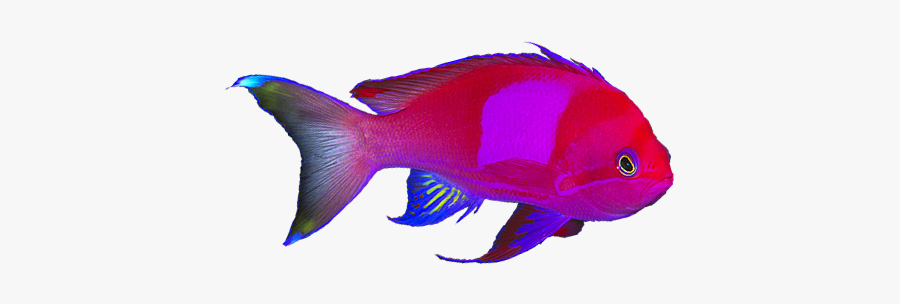 Square Spot Anthias - Goldfish, Transparent Clipart