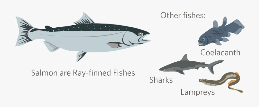 Ray Finned Fish And Shark, Transparent Clipart