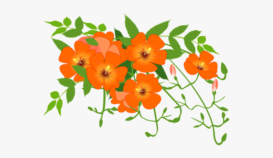 Chinese Trumpet Vine, Flower Vine, Orange, Summer - Flower Vine Clipart, Transparent Clipart