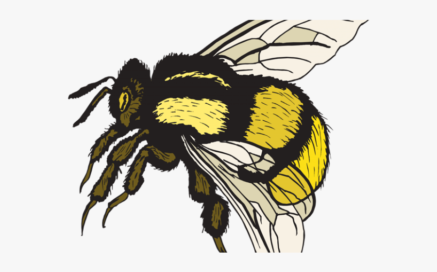 Clip Art Realistic Bumble Bee, Transparent Clipart