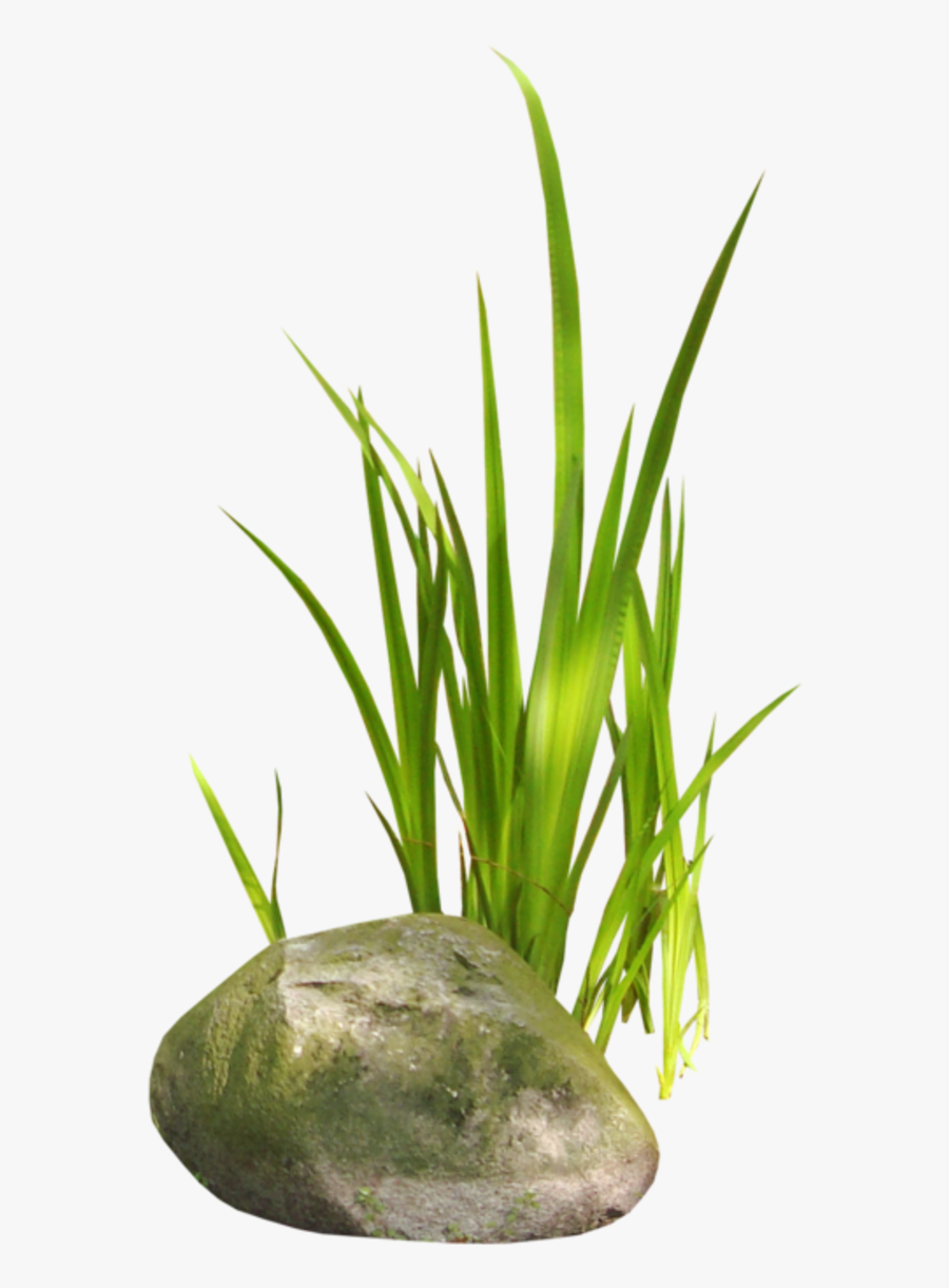 Transparent Mis Quince Anos Png - Gif Et Tube Arbre Et Herbe, Transparent Clipart