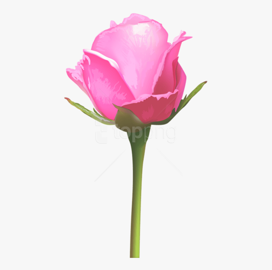 Download Single Pink Rose Png Images Background - Single Pink Rose Flowers, Transparent Clipart