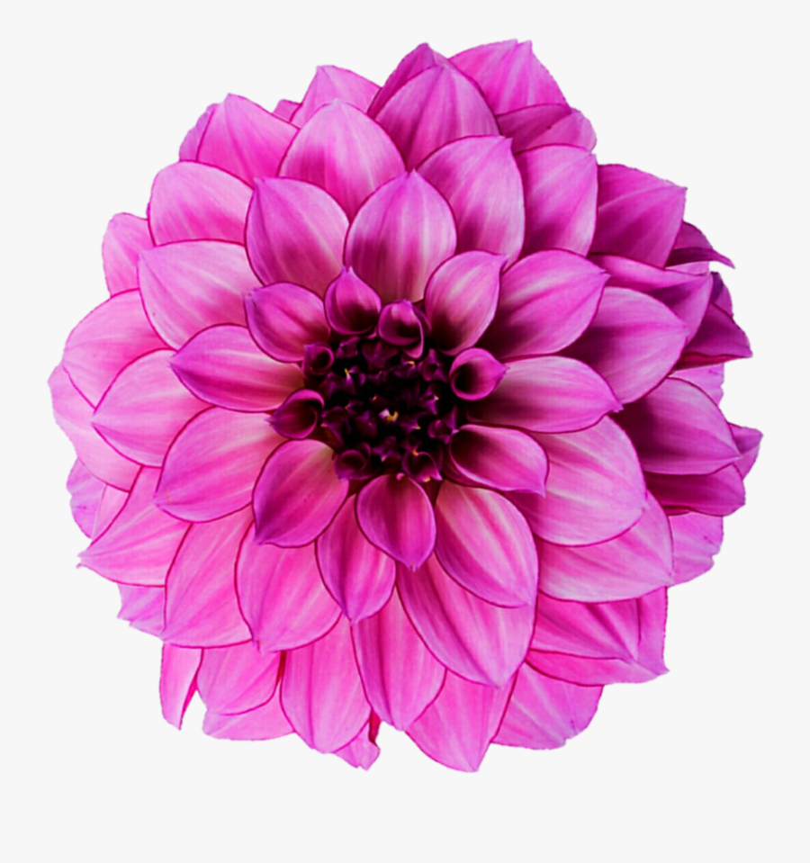 Dahlia Flower Royalty-free Photography - Dahelia Flower Png, Transparent Clipart
