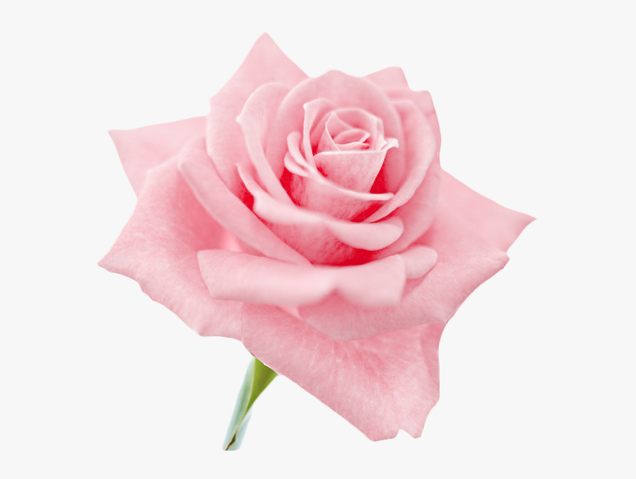 Transparent Flowers, Clip Art, Roses, Illustrations - Pink Rose Hd Png, Transparent Clipart