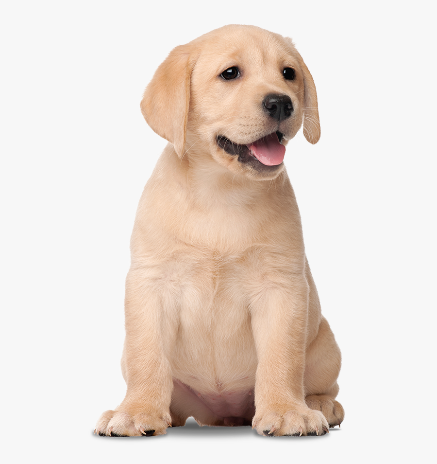 Transparent Labrador Png - Labrador Retriever, Transparent Clipart