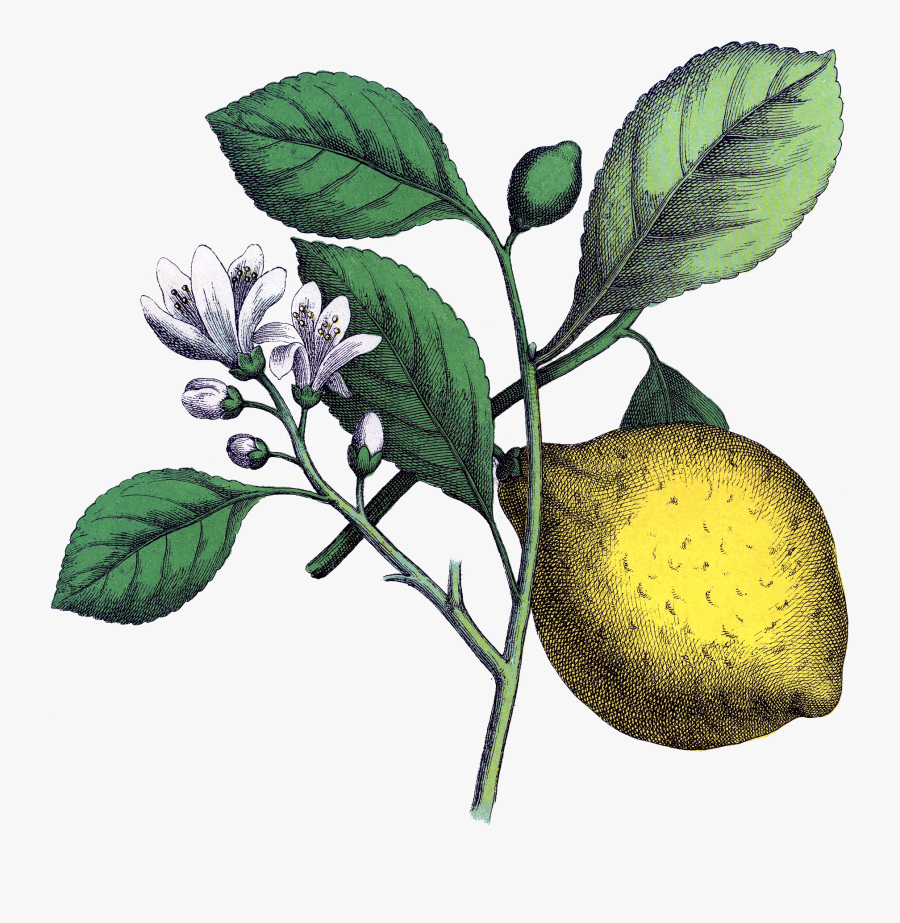 Transparent Fruit Tree Png - Lemon Branch Botanical Illustration, Transparent Clipart