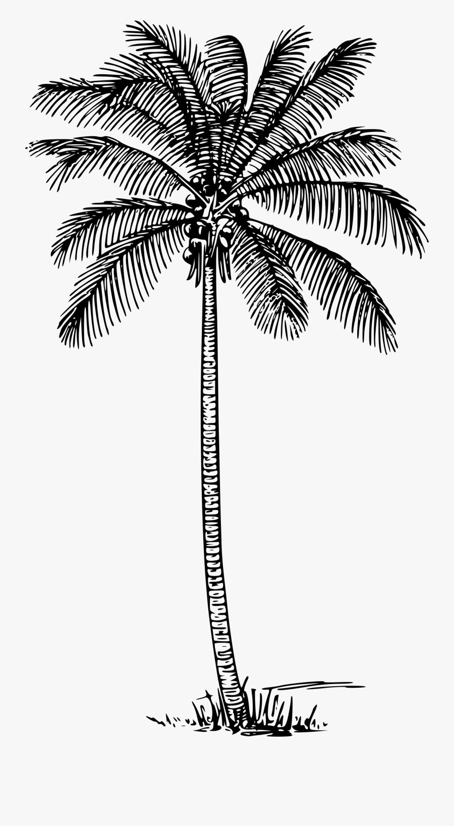 Coconut Tree Clip Library Download Black And White - Coconut Tree Outline, Transparent Clipart