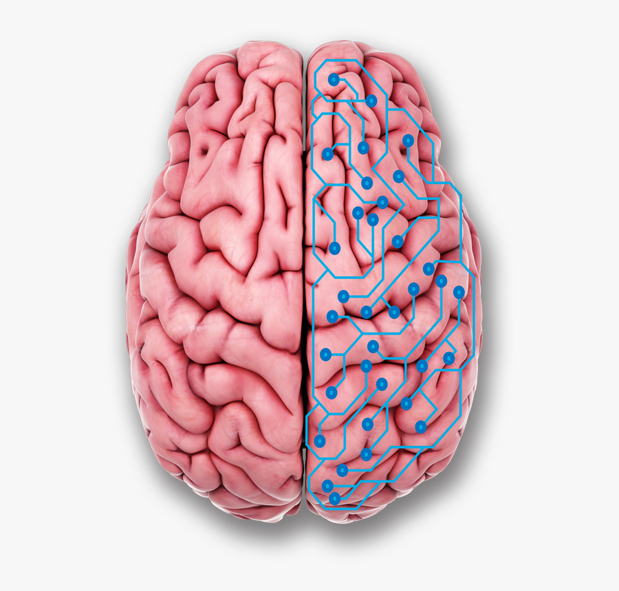 Brain Shrinkage And Stress, Transparent Clipart
