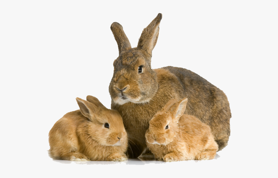 Baby Rabbit And Mother, Transparent Clipart
