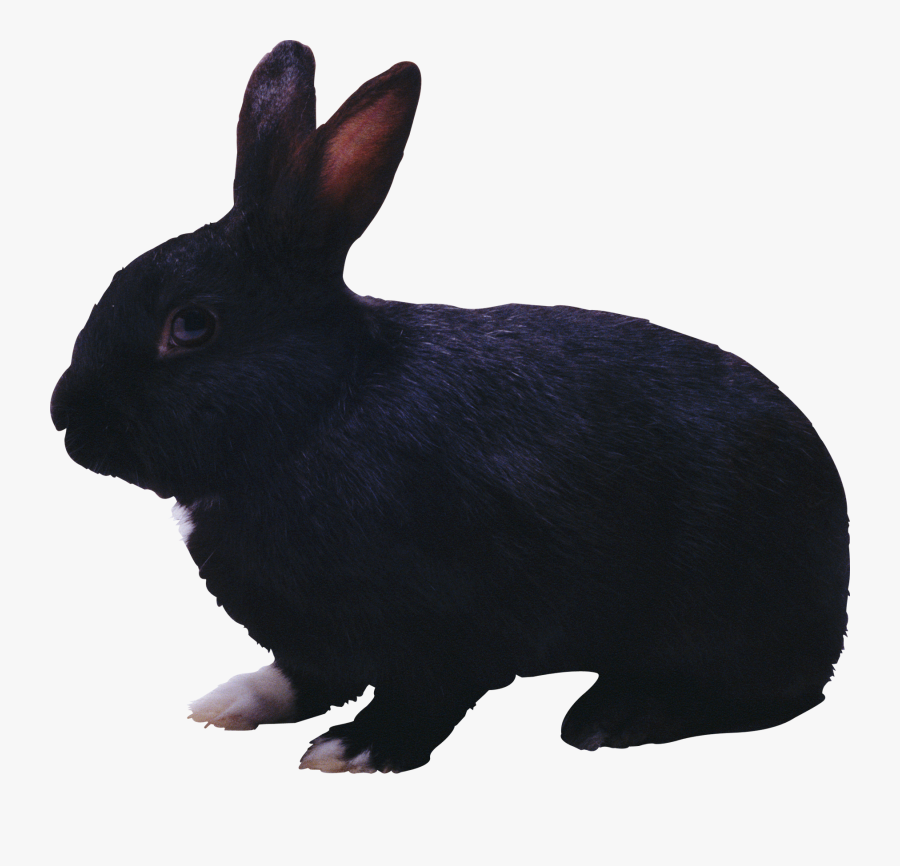 Black Rabbit Png Image - Black Rabbit Png, Transparent Clipart
