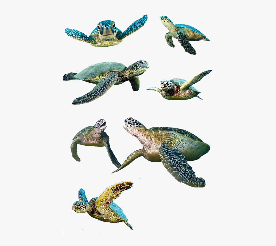Baby Sea Turtle Png, Transparent Clipart