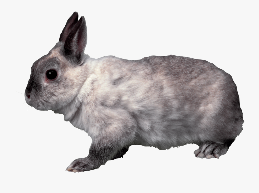 Rabbit Png Image - Grey Rabbit Png, Transparent Clipart