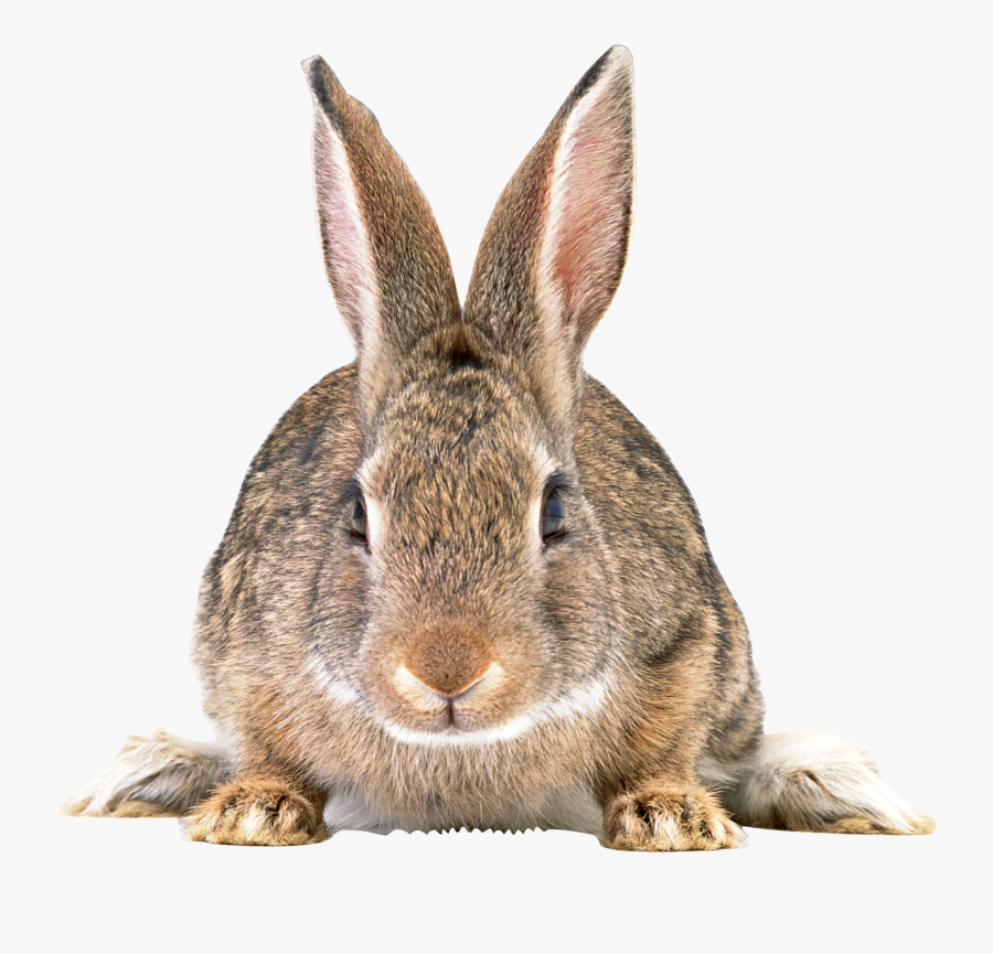 Cottontail Rabbit Png, Transparent Clipart