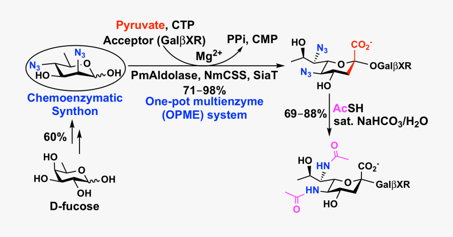 Transparent Carbohydrates Png - Capillary Effect, Transparent Clipart