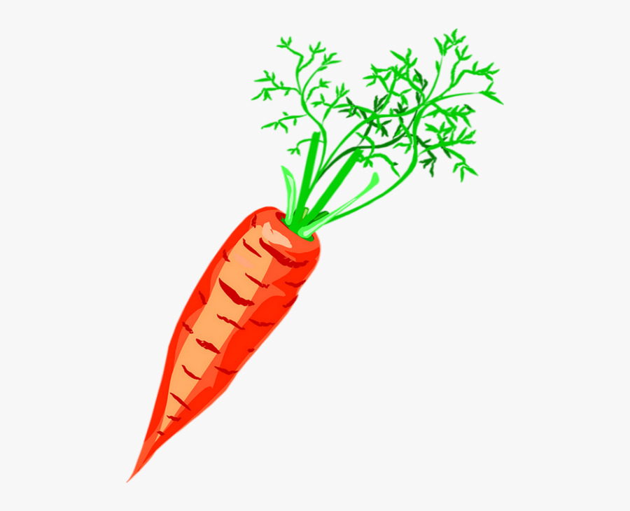 Carrot Drawing Png - Скачать Бесплатно Картинку Морковь, Transparent Clipart