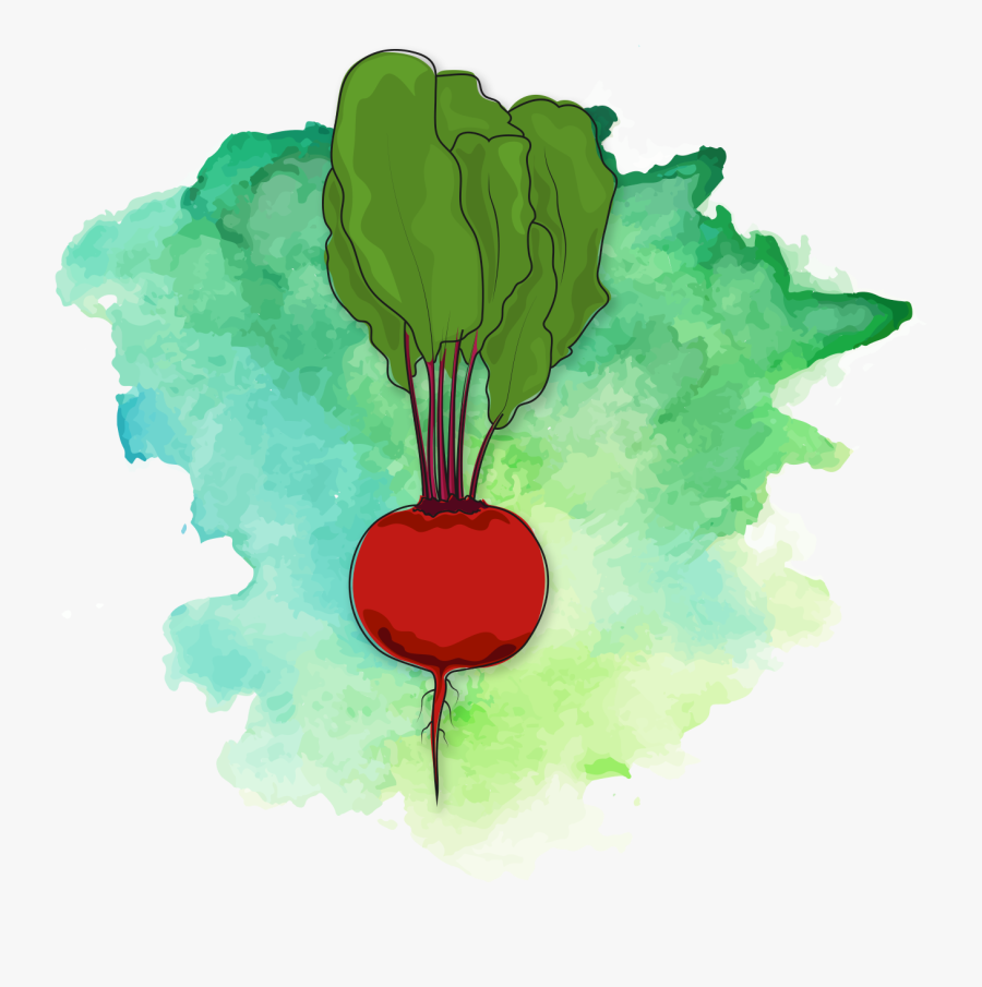 Clip Art Seal Watercolor - Radish, Transparent Clipart