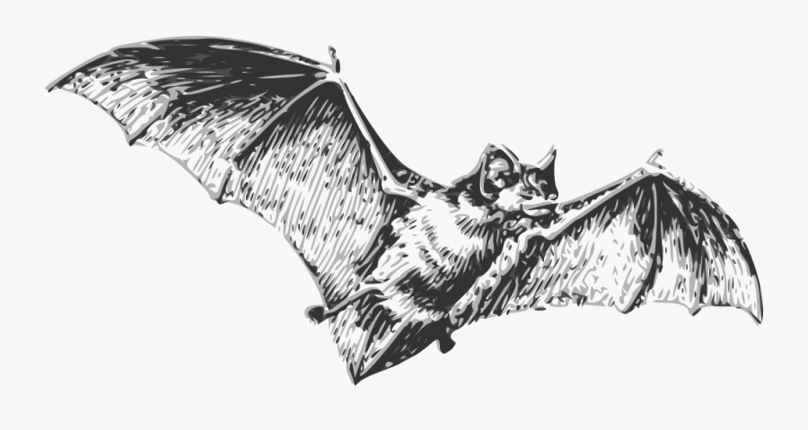 Bat - Bat Black And White, Transparent Clipart