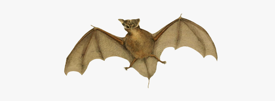 Molossus Bat Clipart - Lesser Short Tailed Bat Png, Transparent Clipart
