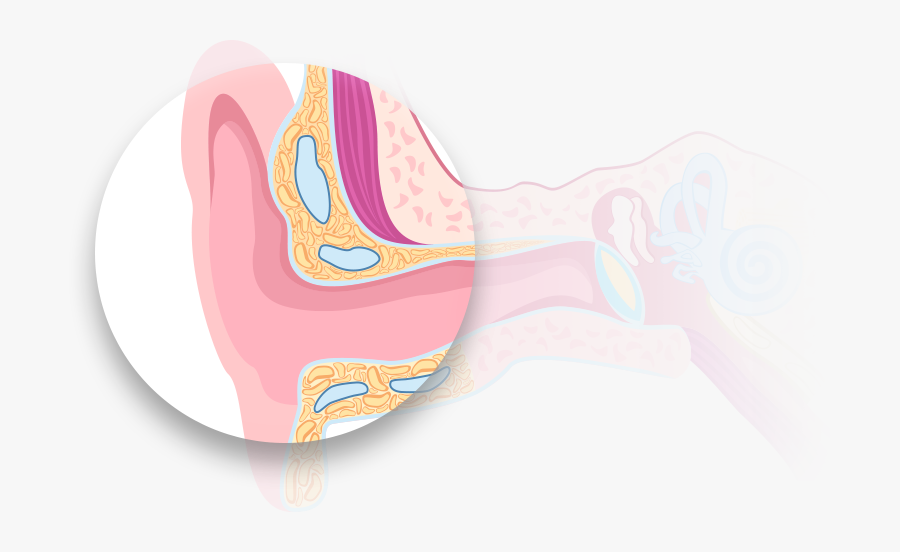 Learn About The Importance - Illustration, Transparent Clipart