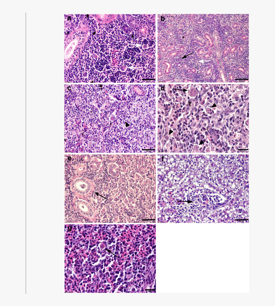 Clip Art Glitter Cells - Tile, Transparent Clipart