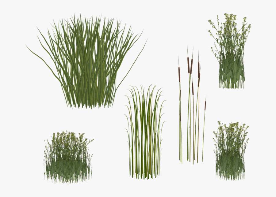 Transparent Reed Clipart - Transparent Background Long Grass Png, Transparent Clipart